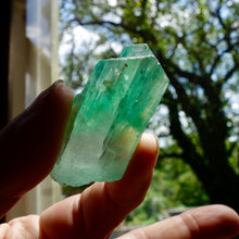 Hiddenite and Kunzite Rough, 2 types of Spodumene in 1 Crystal, Rare